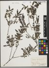 Foto von Salix purpurea L.